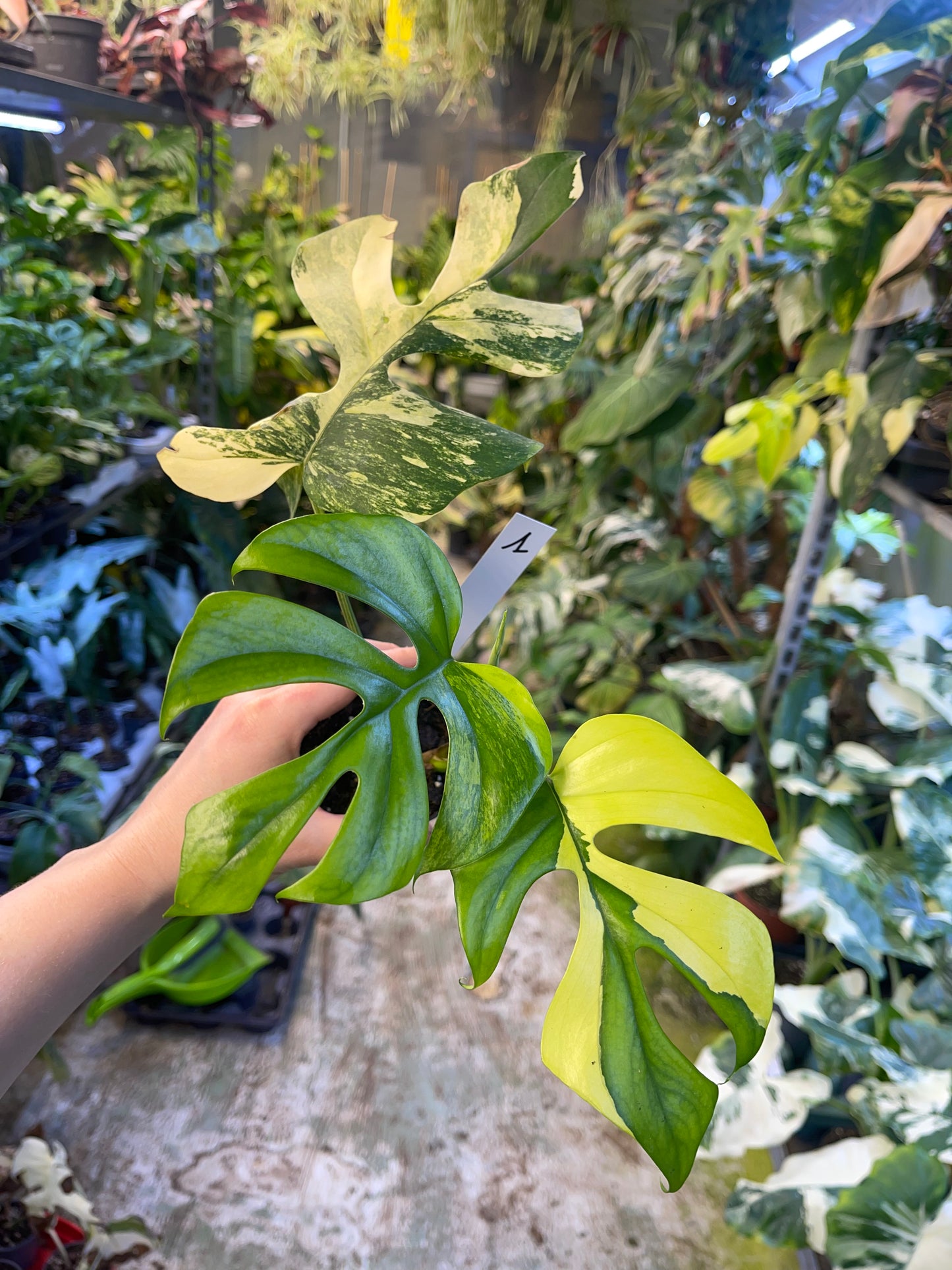 Monstera minima aurea yellow Marilyn / Rhaphidophora tetrasperma aurea yellow Marilyn