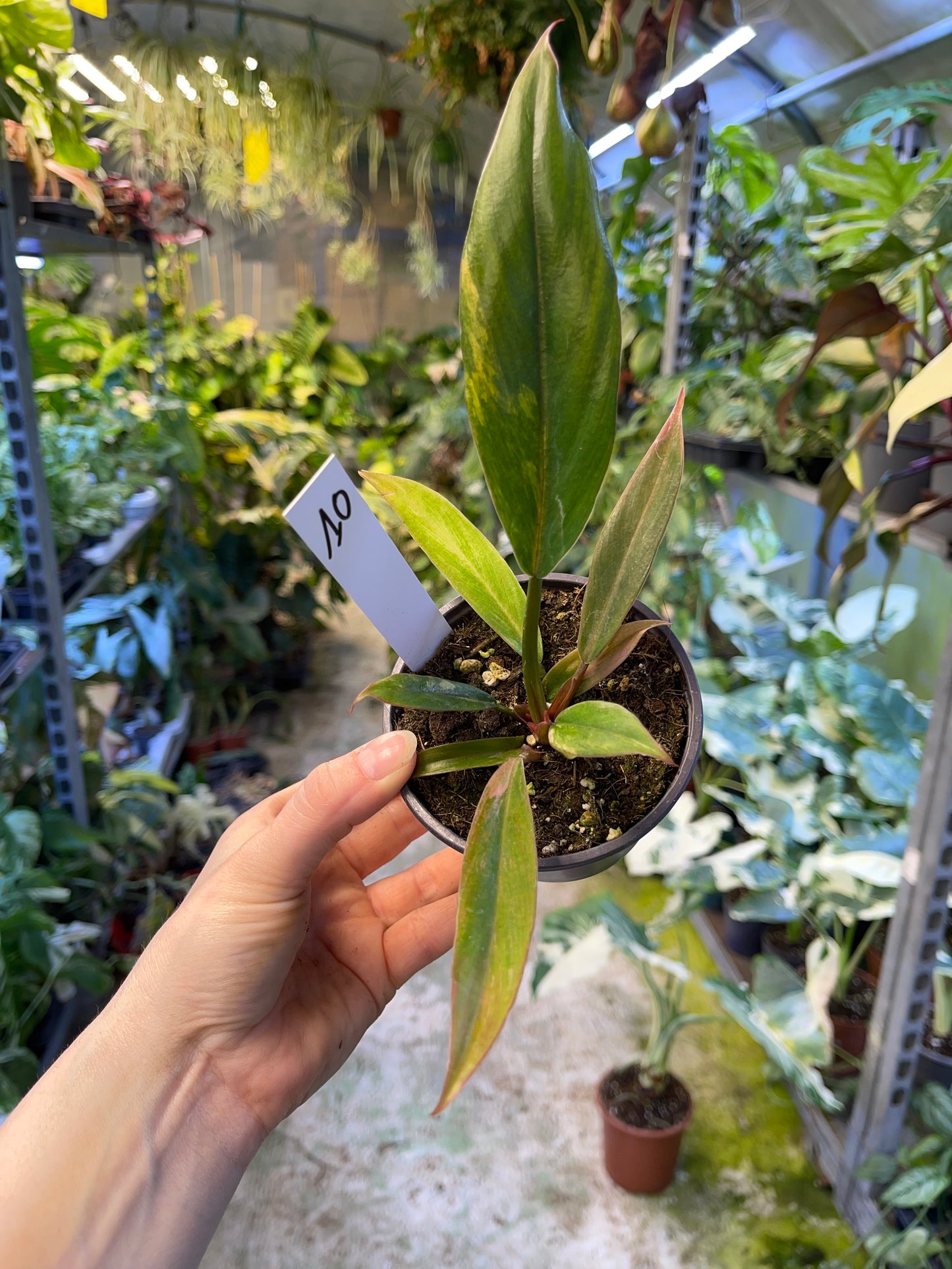Philodendron caramel marble légère var M