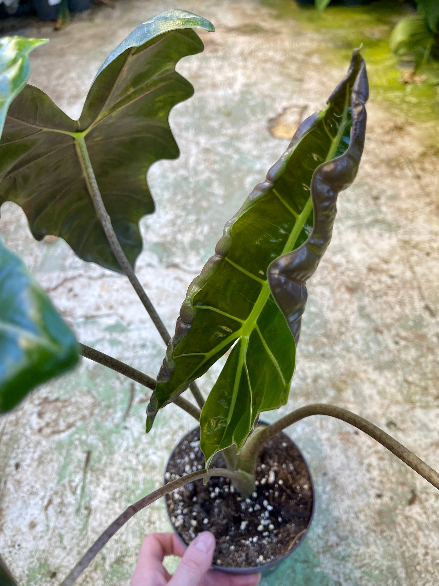 ALOCASIA PSEUDO SANDERIANA AUREA L