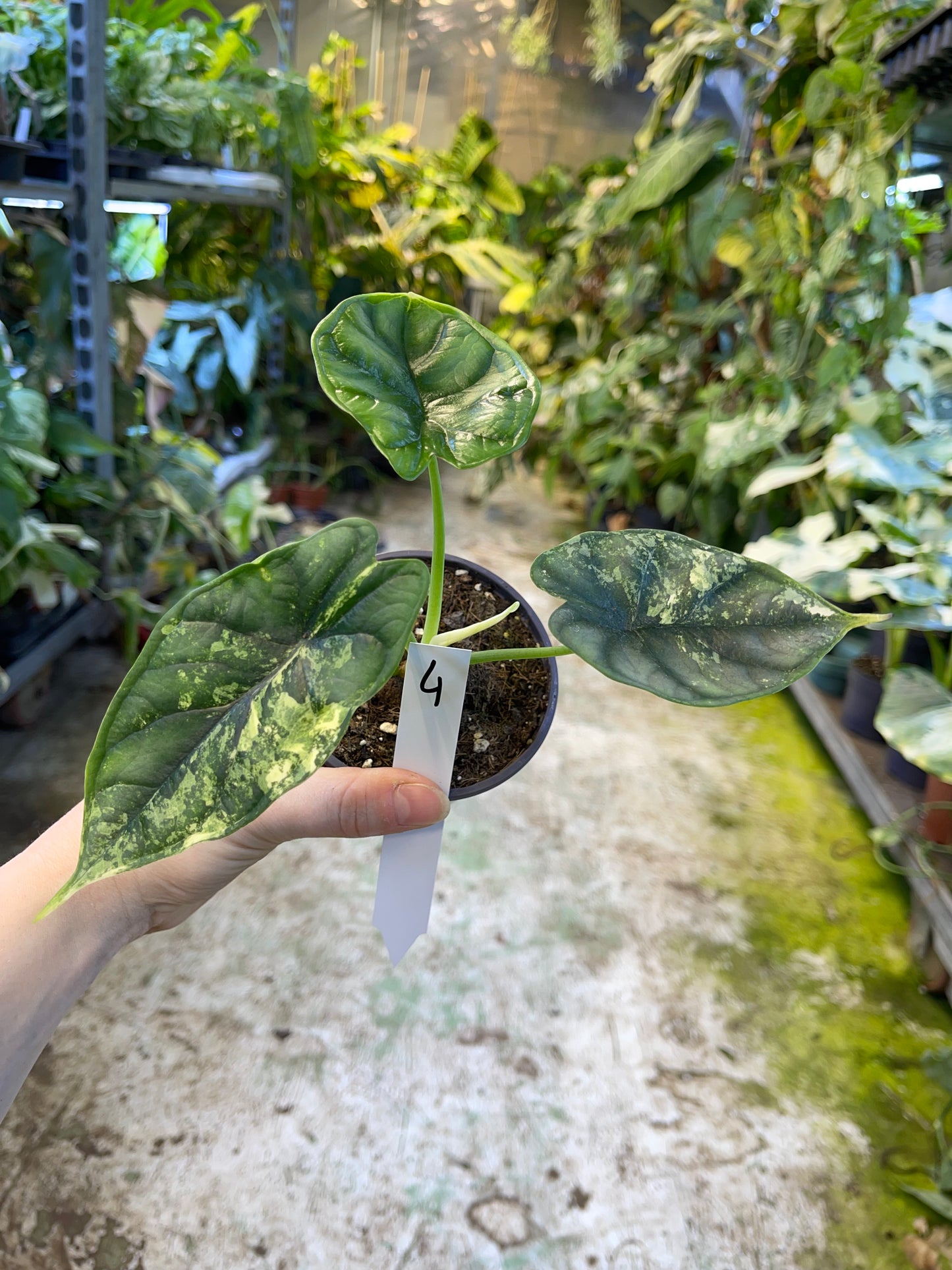 Alocasia dragon scale variegata