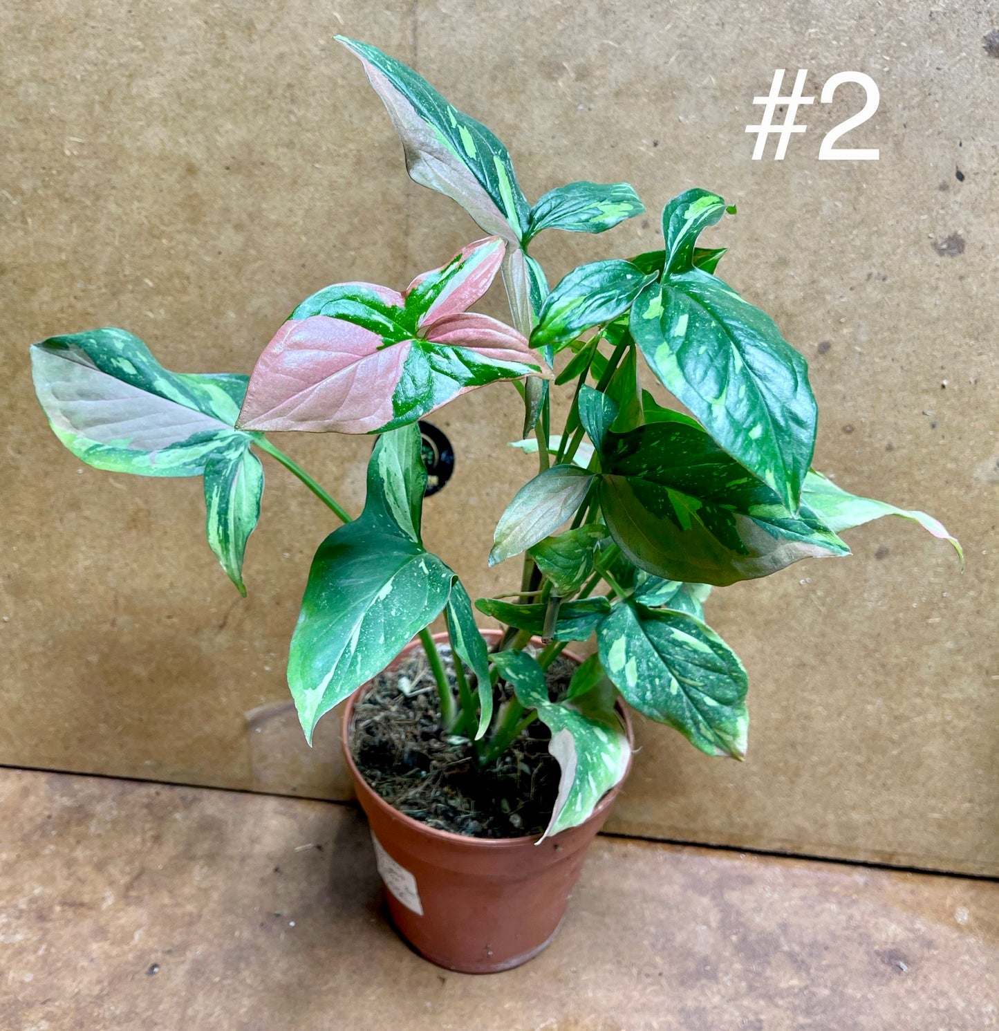 Syngonium red spot tricolor