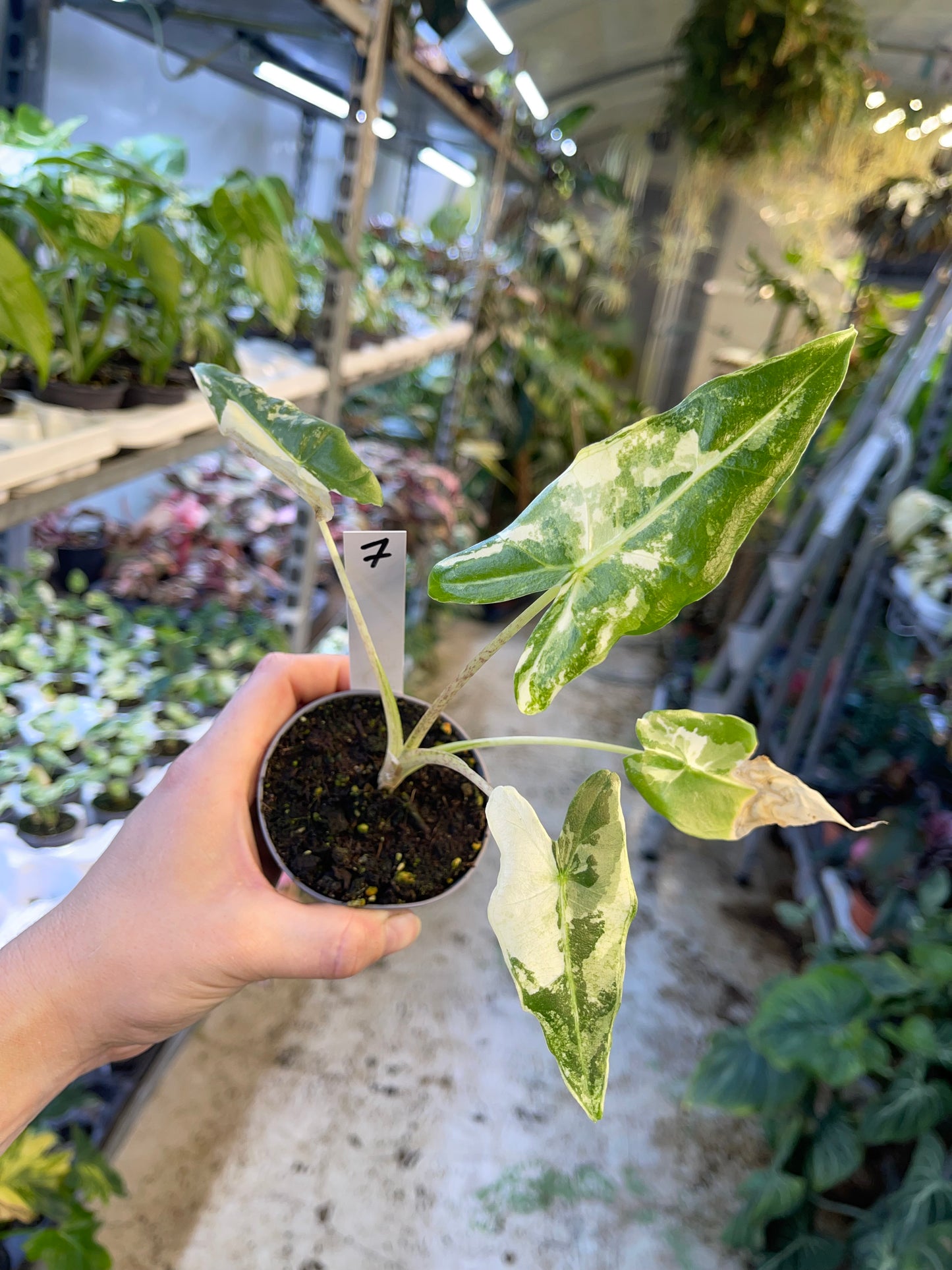 ALOCASIA SARIAN ALBO VARIEGATA NEW