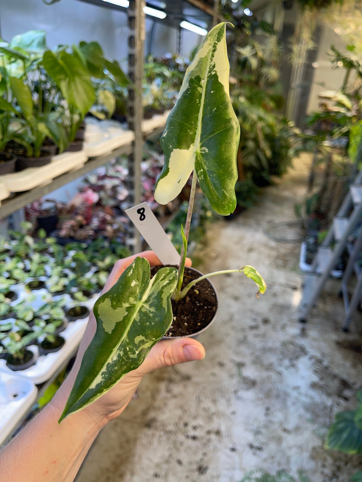 ALOCASIA SARIAN ALBO VARIEGATA NEW