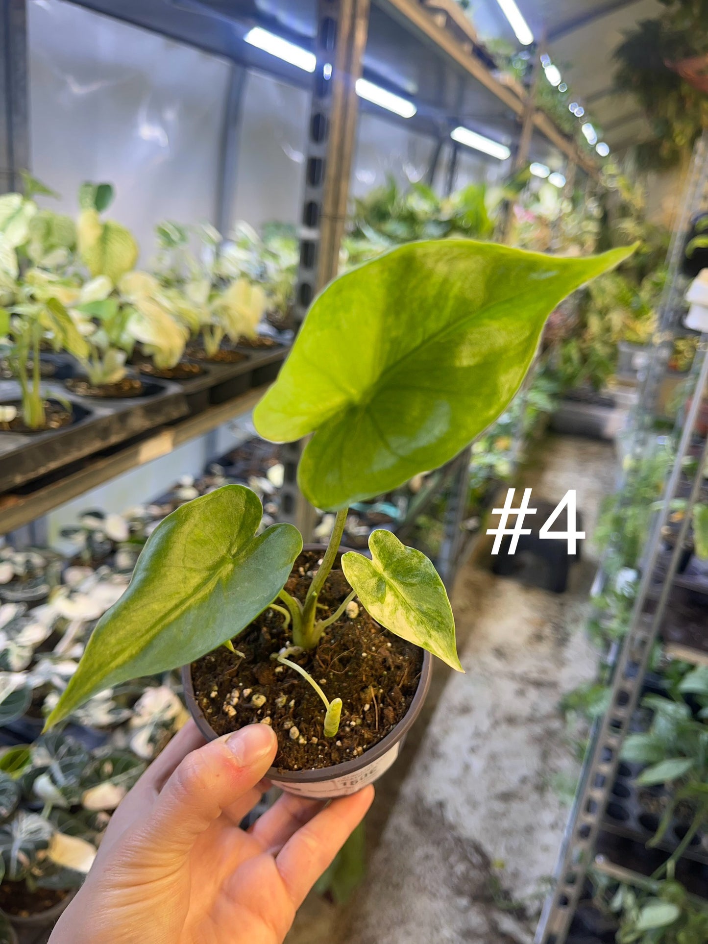 Alocasia shock treatment variegata M NEW