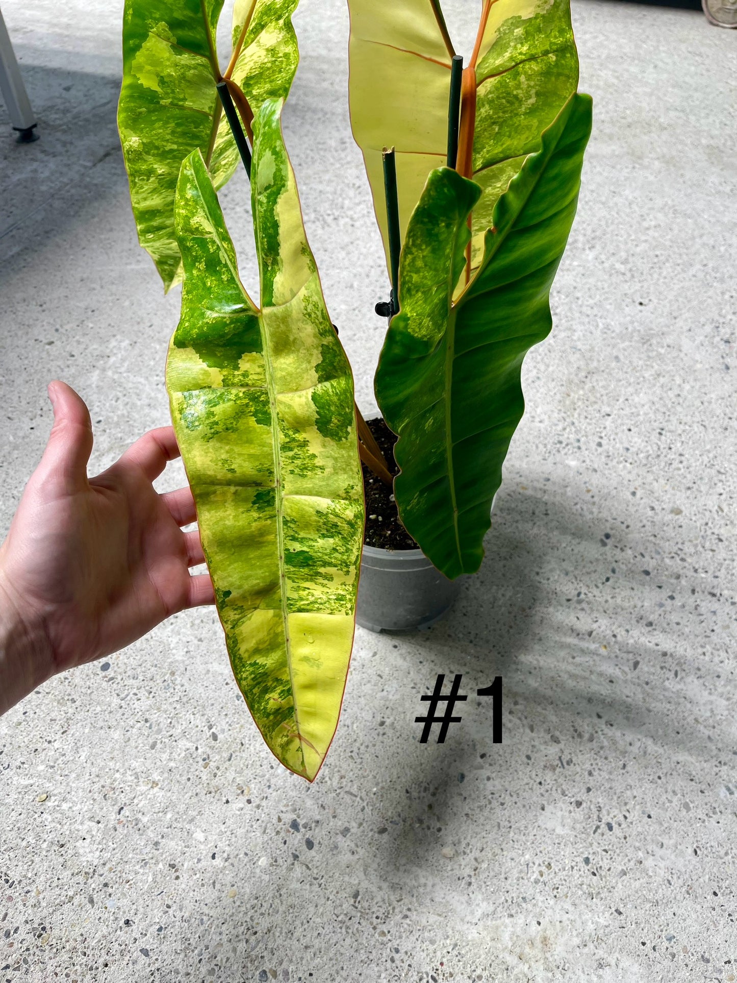 PHILODENDRON BILLIETIAE VARIEGATA NEW