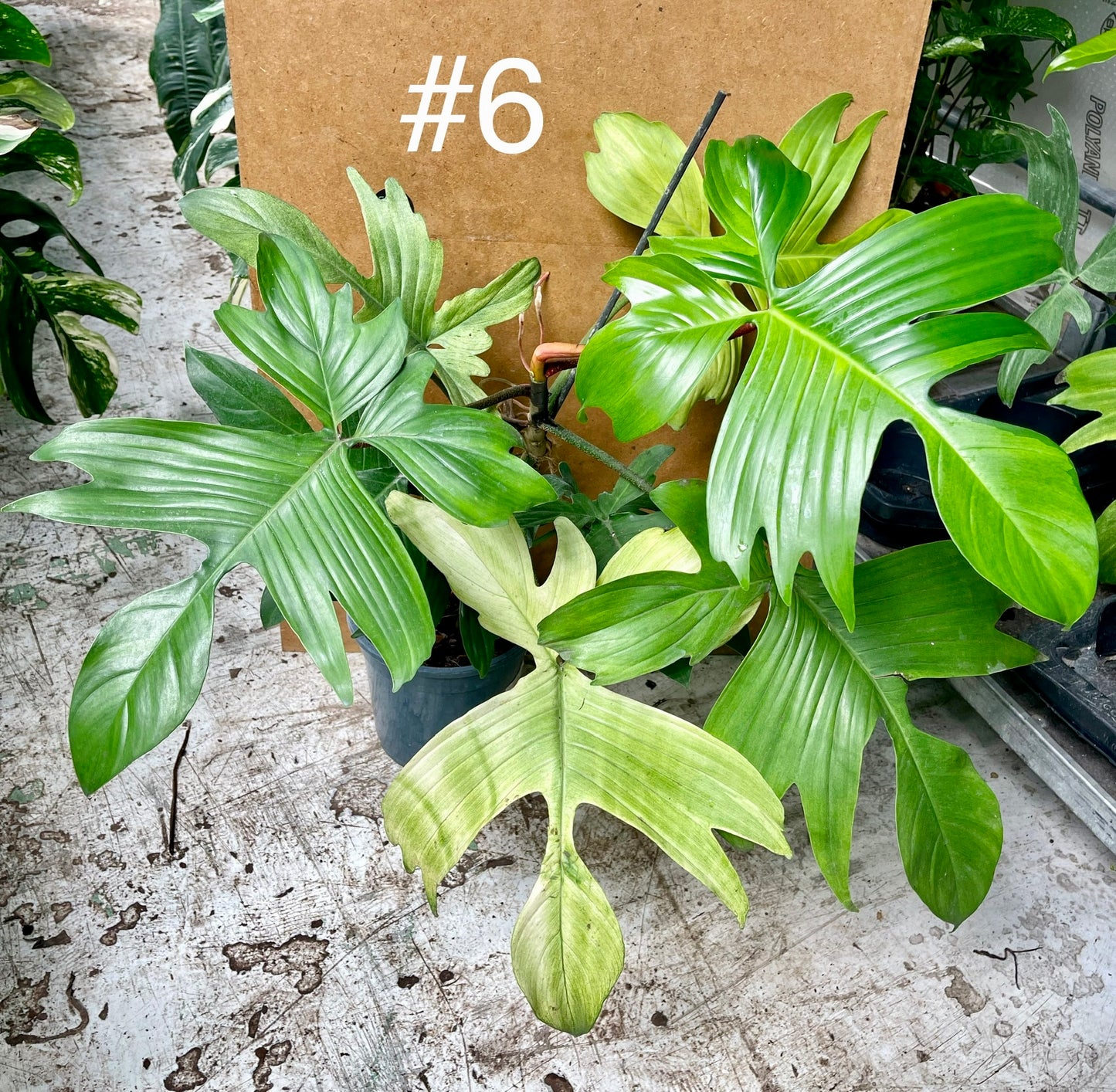 Philodendron florida ghost XL