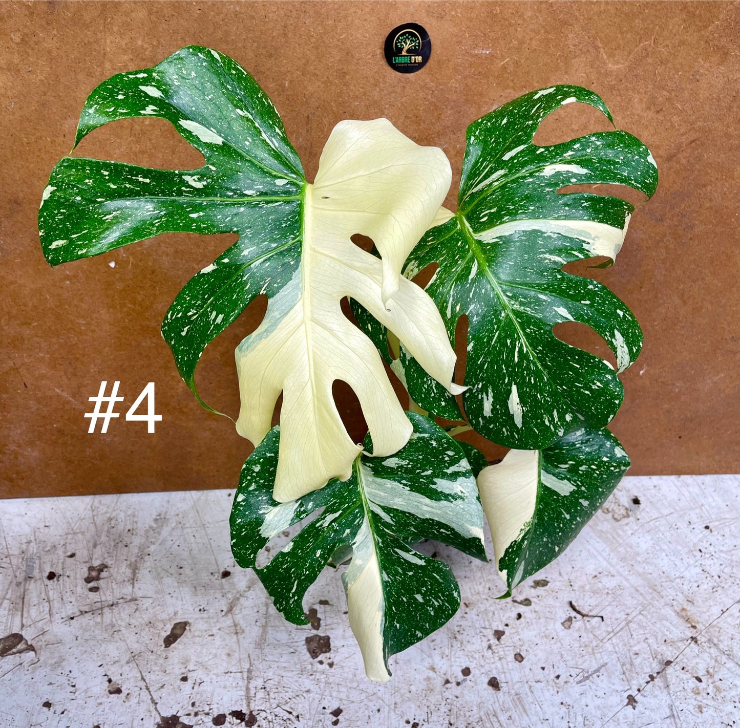 Monstera deliciosa thai constellation creme brûlée