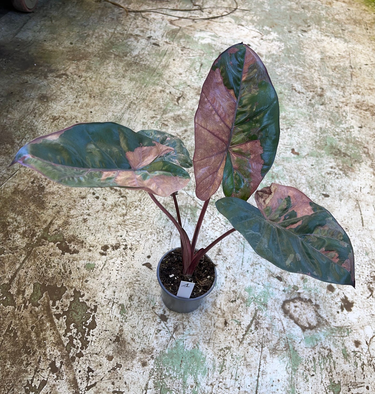 Alocasia yucatan pink variegata M