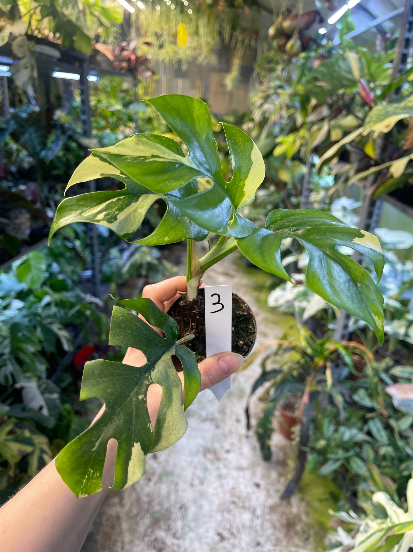 Monstera minima ALBO variegata / Rhaphidophora tetrasperma ALBO variegata