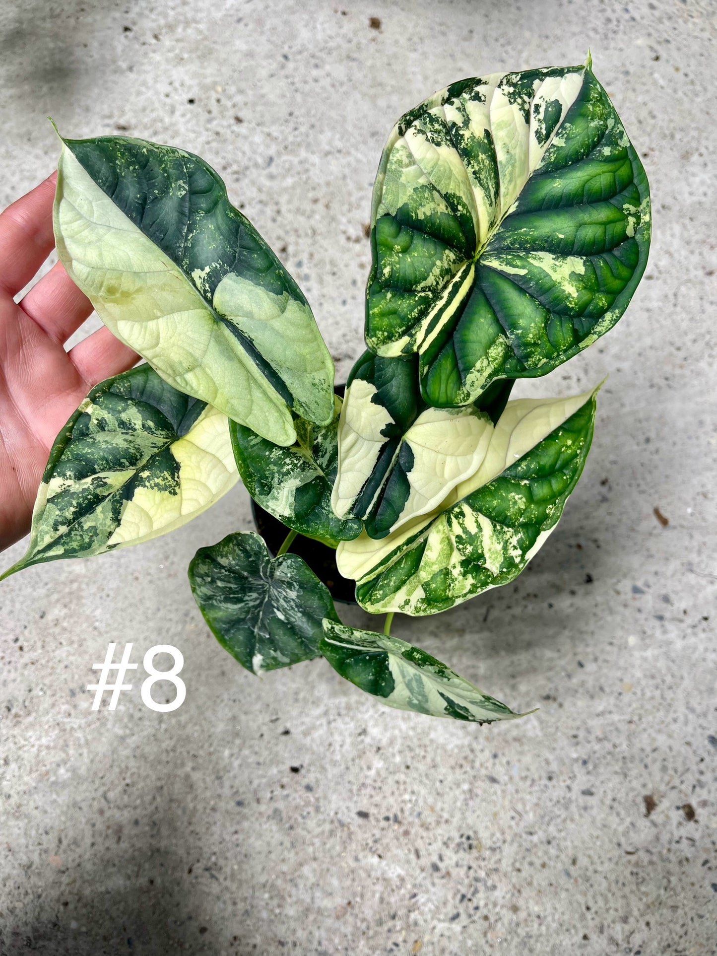 ALOCASIA DRAGON SCALE ALBO VARIEGATA L