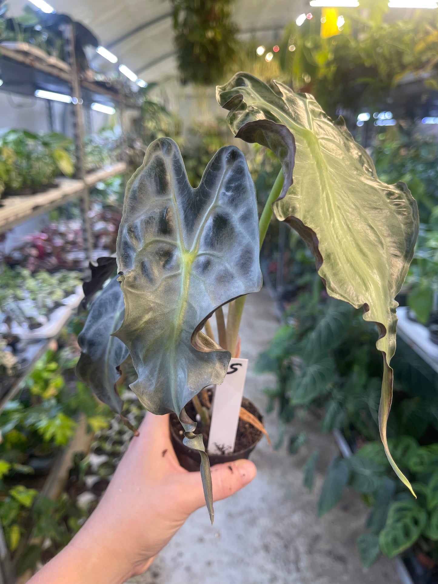ALOCASIA VENOM M NEW