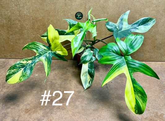 Philodendron Florida beauty