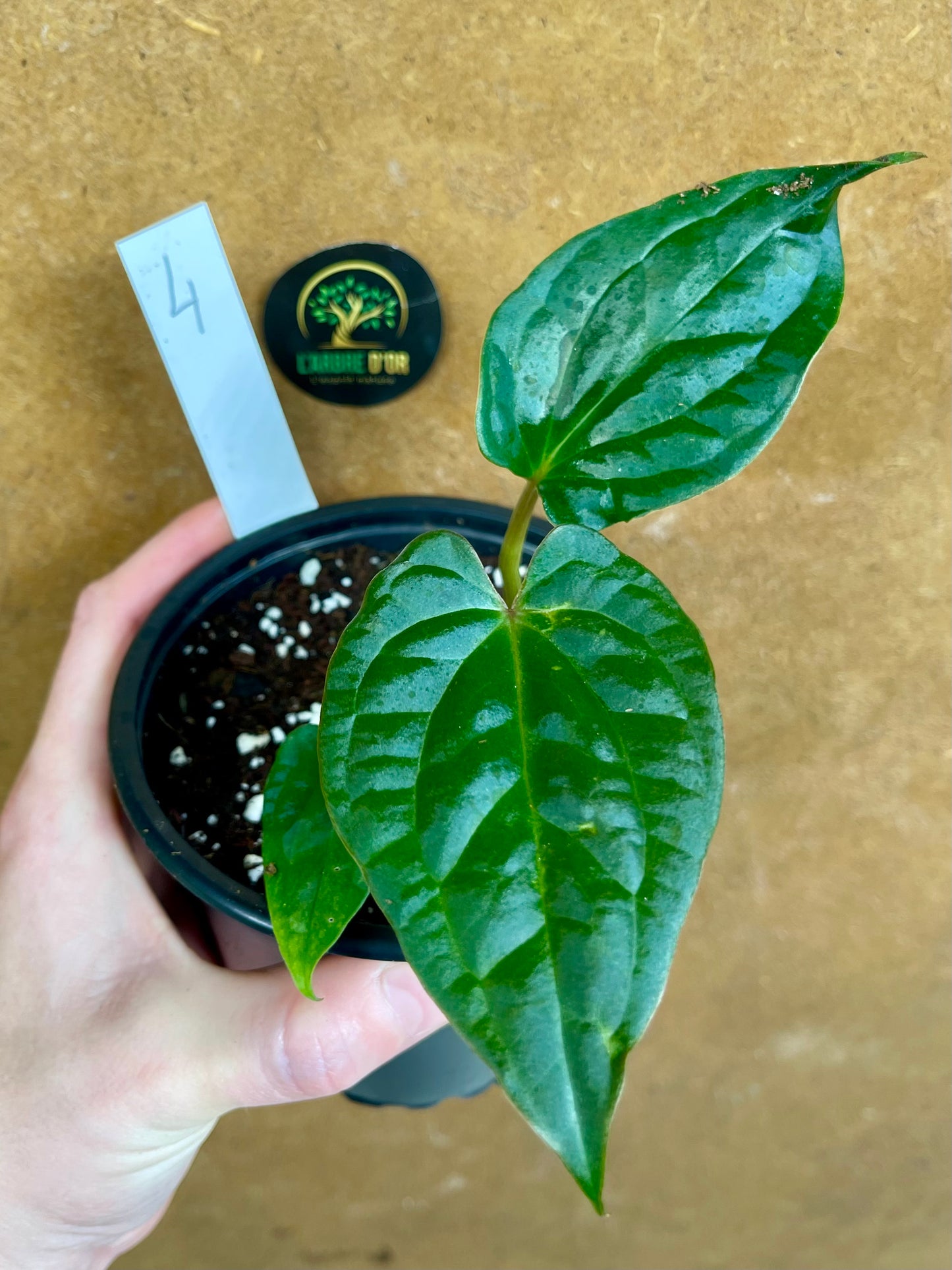 Anthurium Zara x Michelle x  Luxurians