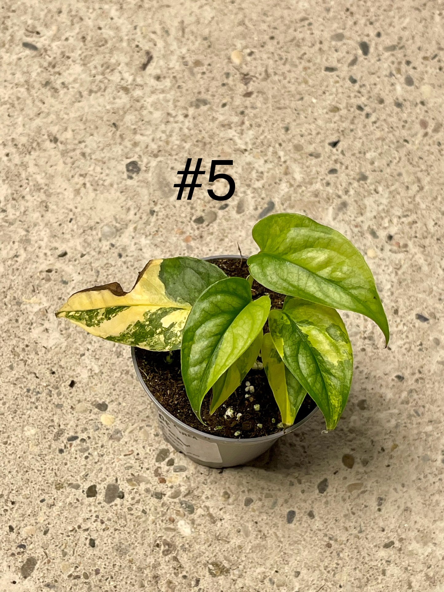 MONSTERA SILTEPECANA AUREA VARIEGATA NEW