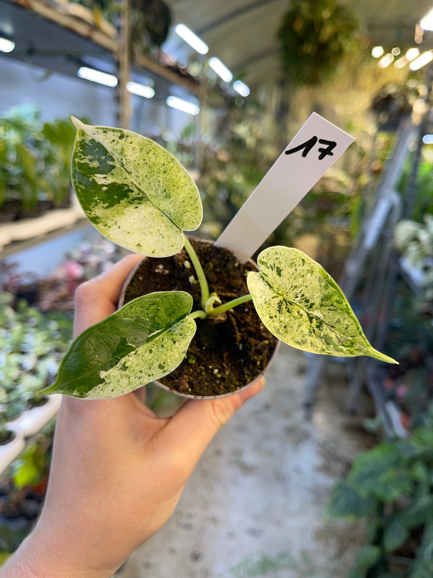 Alocasia dragon scale mint variegata NEW