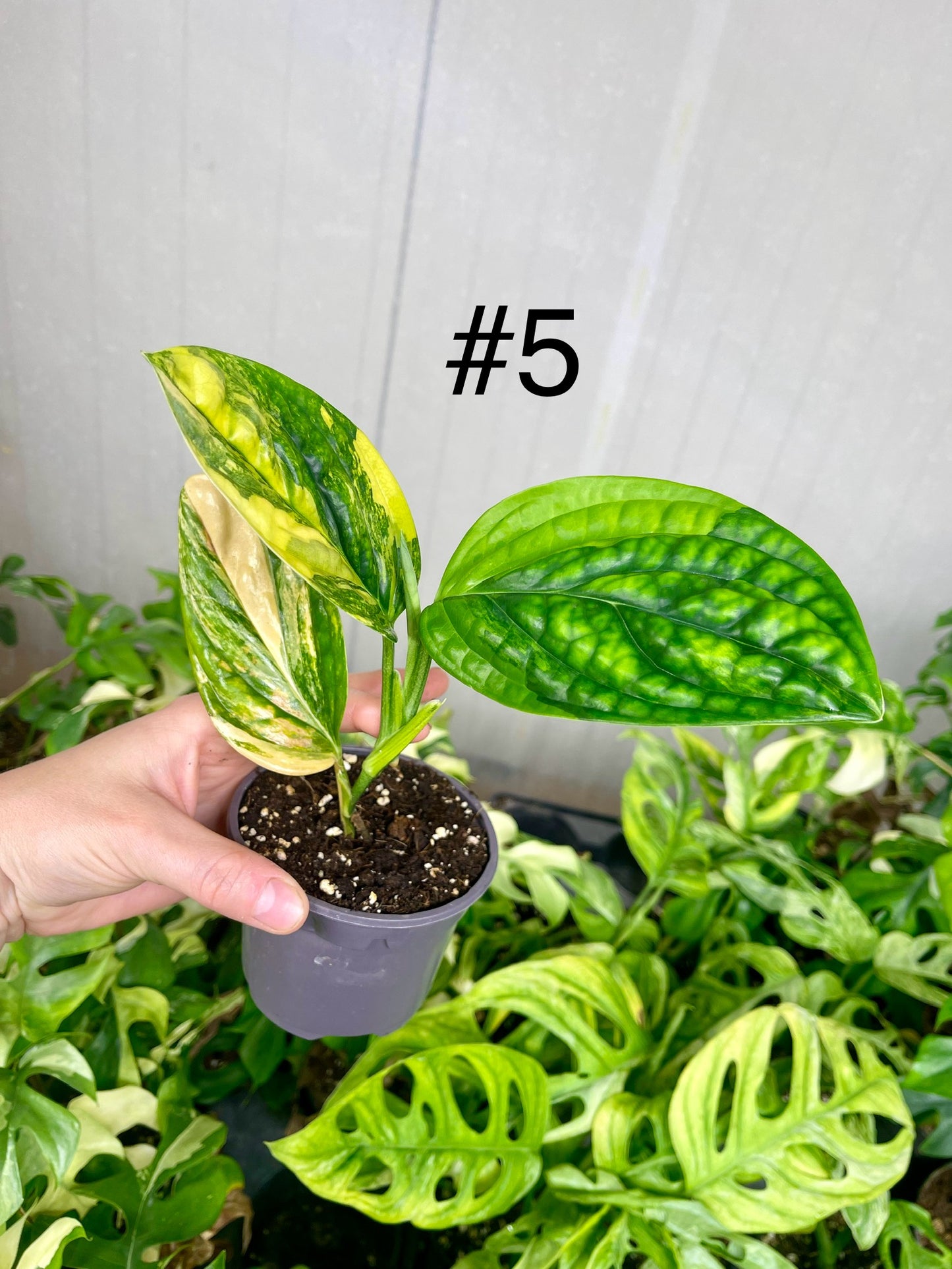 Monstera karstenianum variegata
