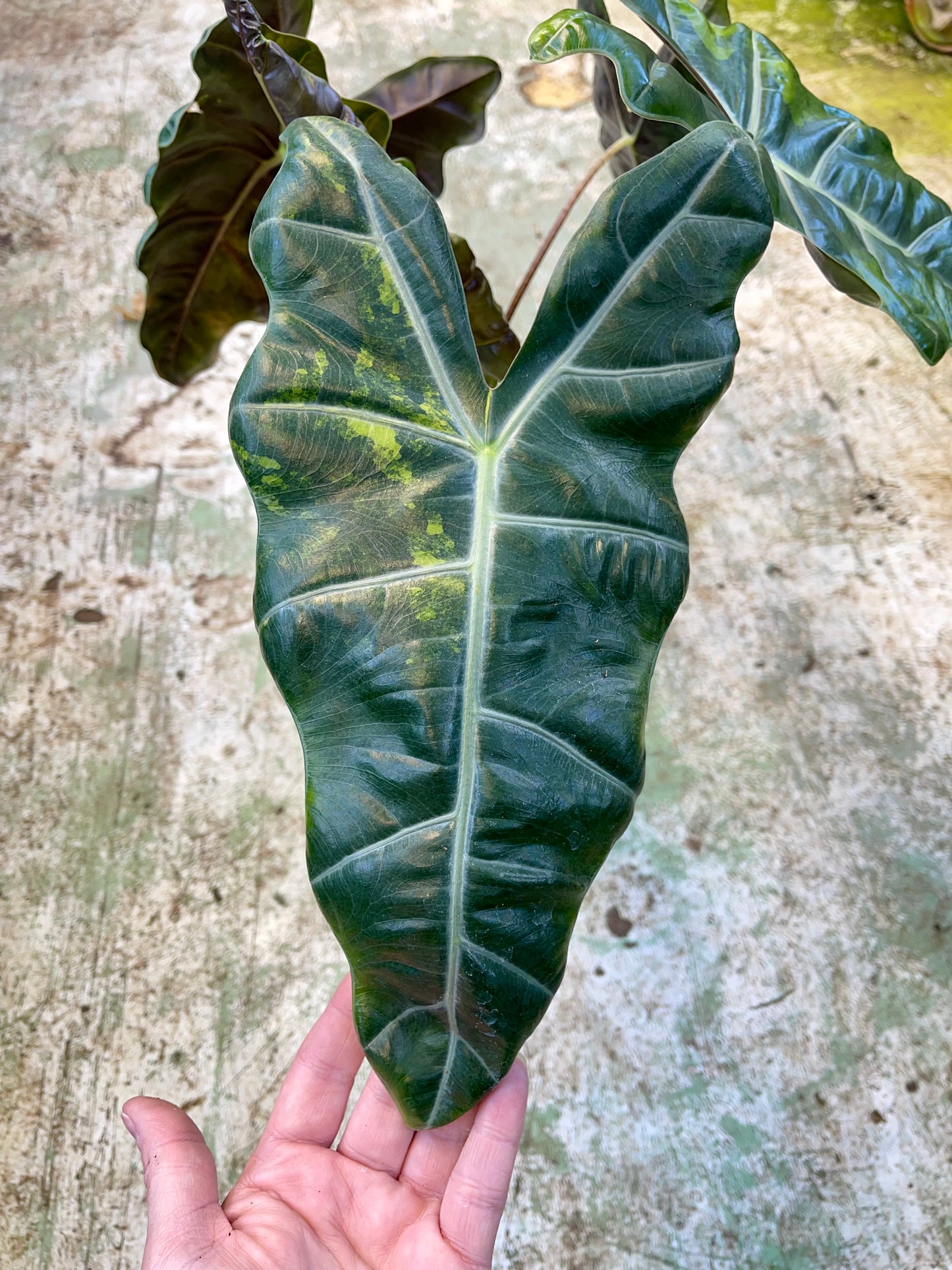 ALOCASIA PSEUDO SANDERIANA AUREA L