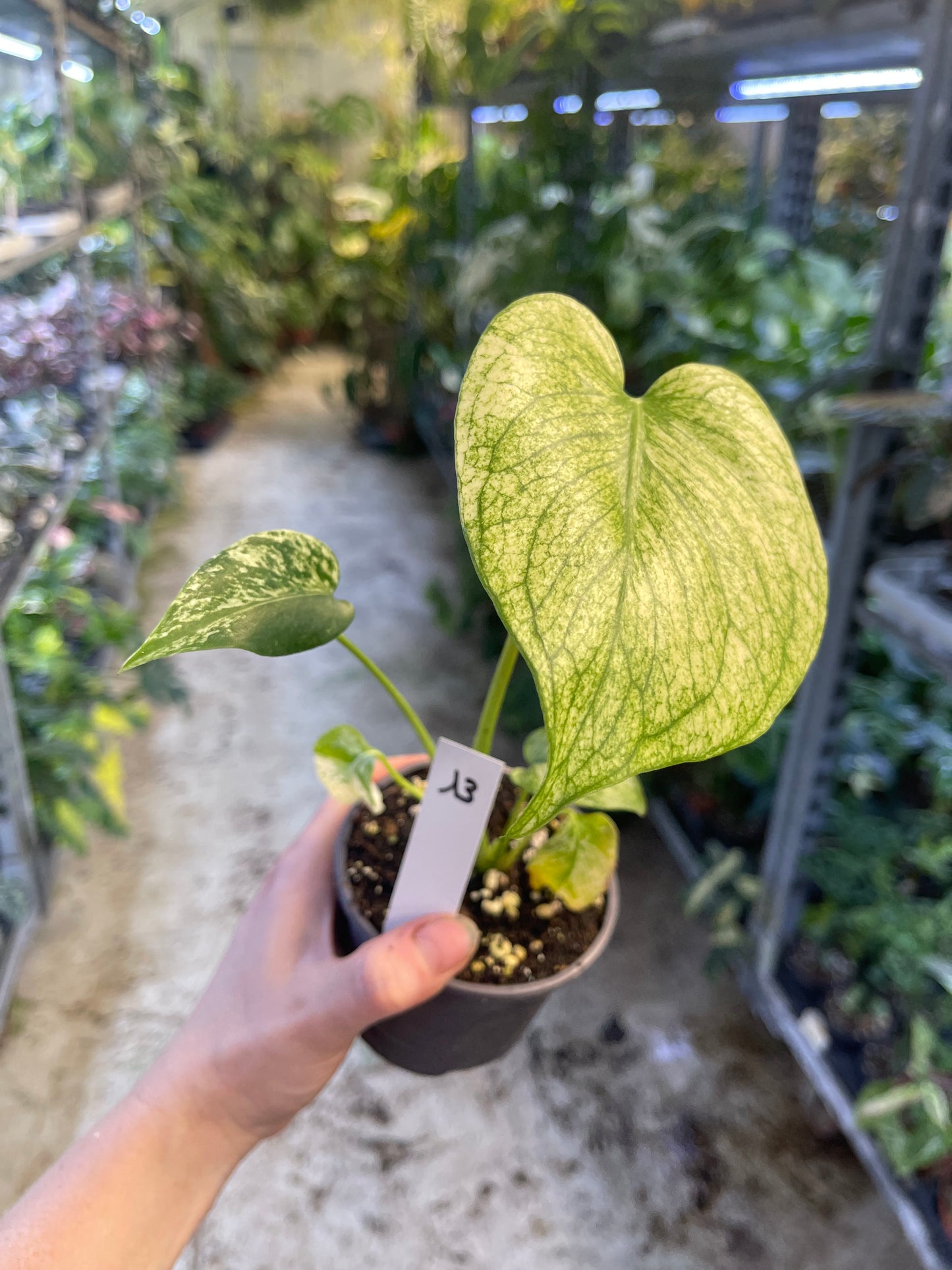 MONSTERA WHITE MONSTER M NEW