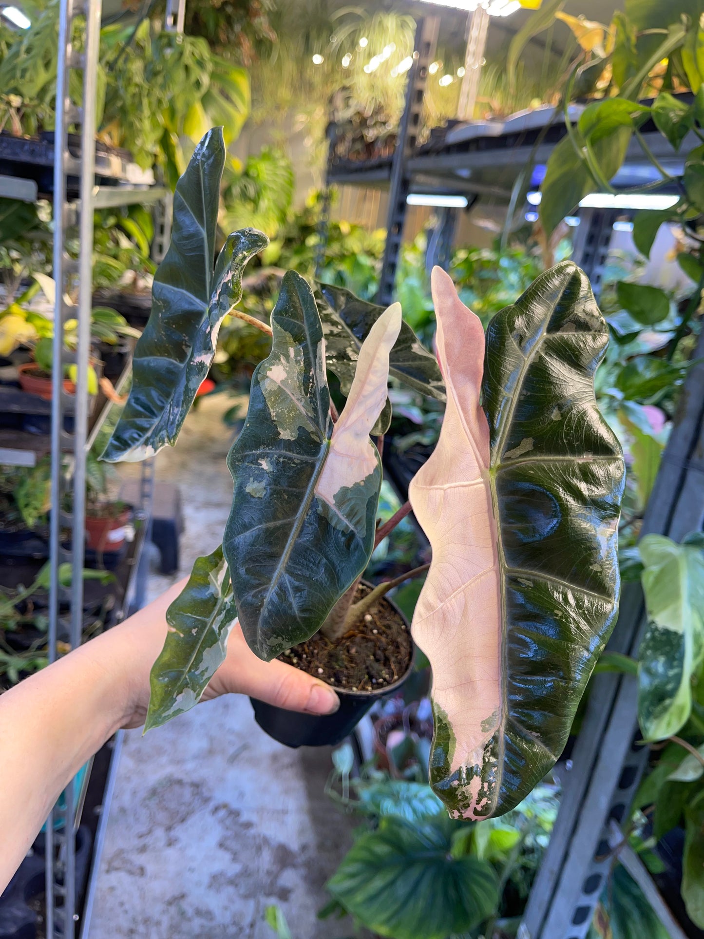 Alocasia pseudo sanderiana pink variegata NEW