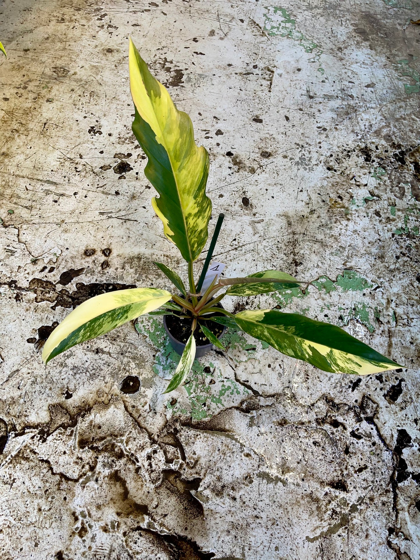 PHILODENDRON CARAMEL MARBLE HIGH VAR NEW