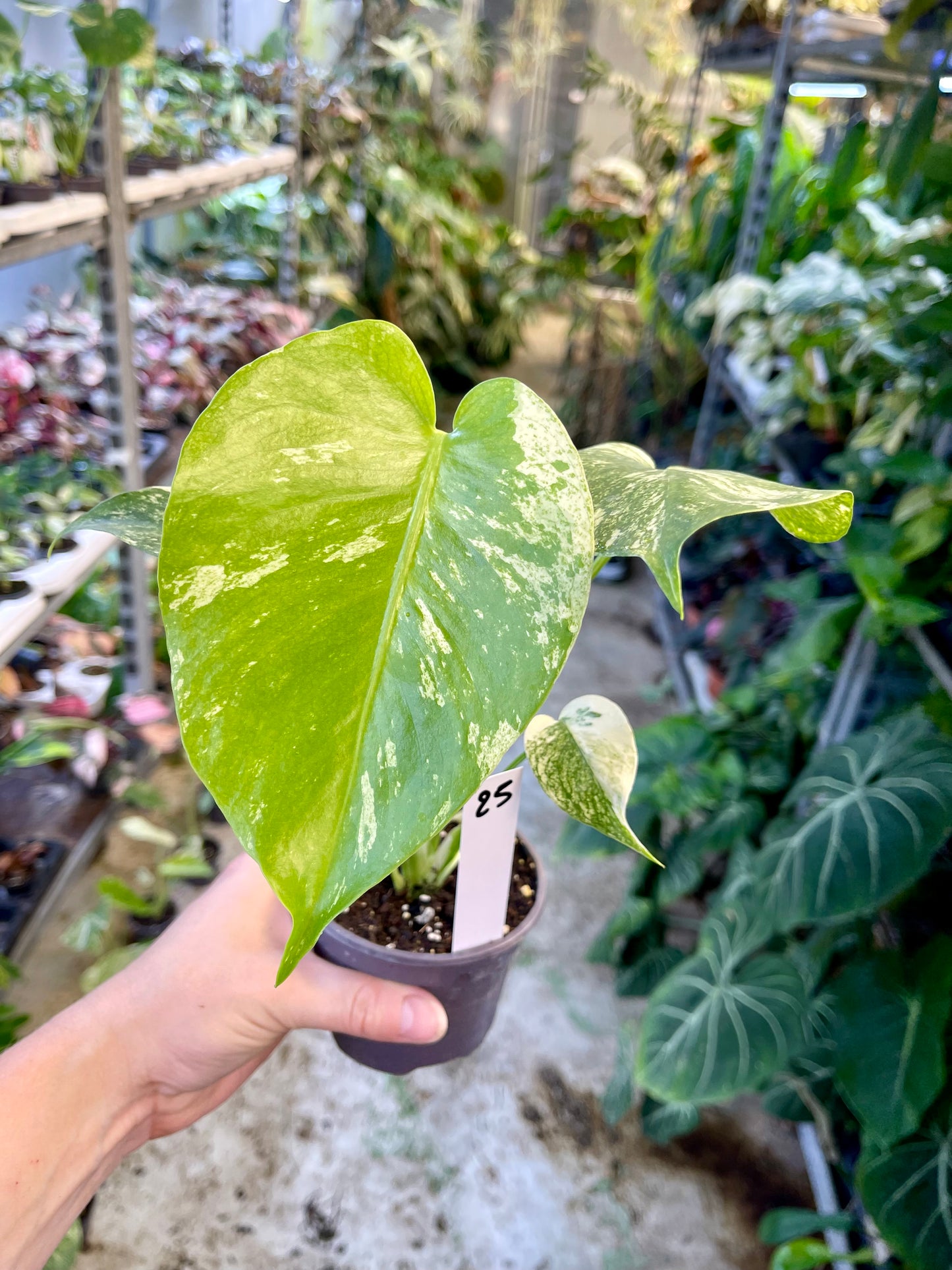 MONSTERA WHITE MONSTER M NEW