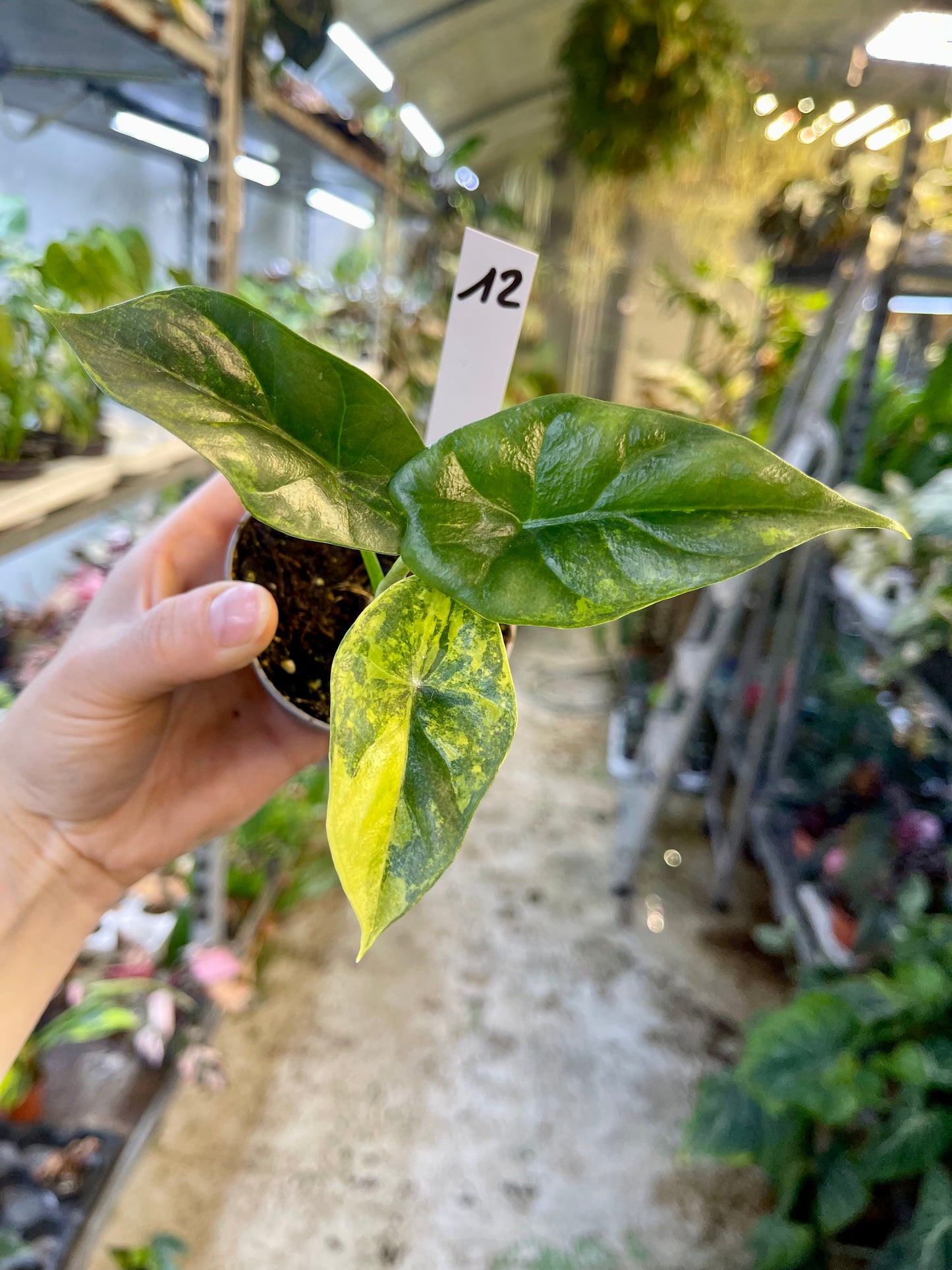 Alocasia sinuata variegata NEW