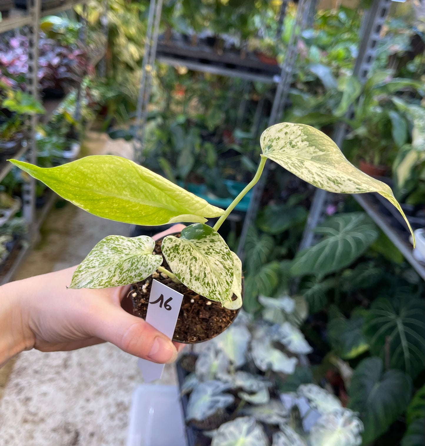 MONSTERA MINT WHITE MONSTER S NEW