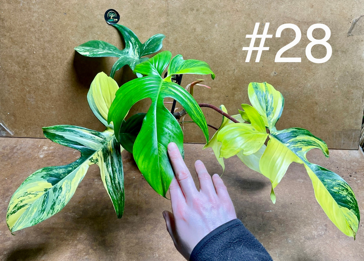 Philodendron Florida beauty