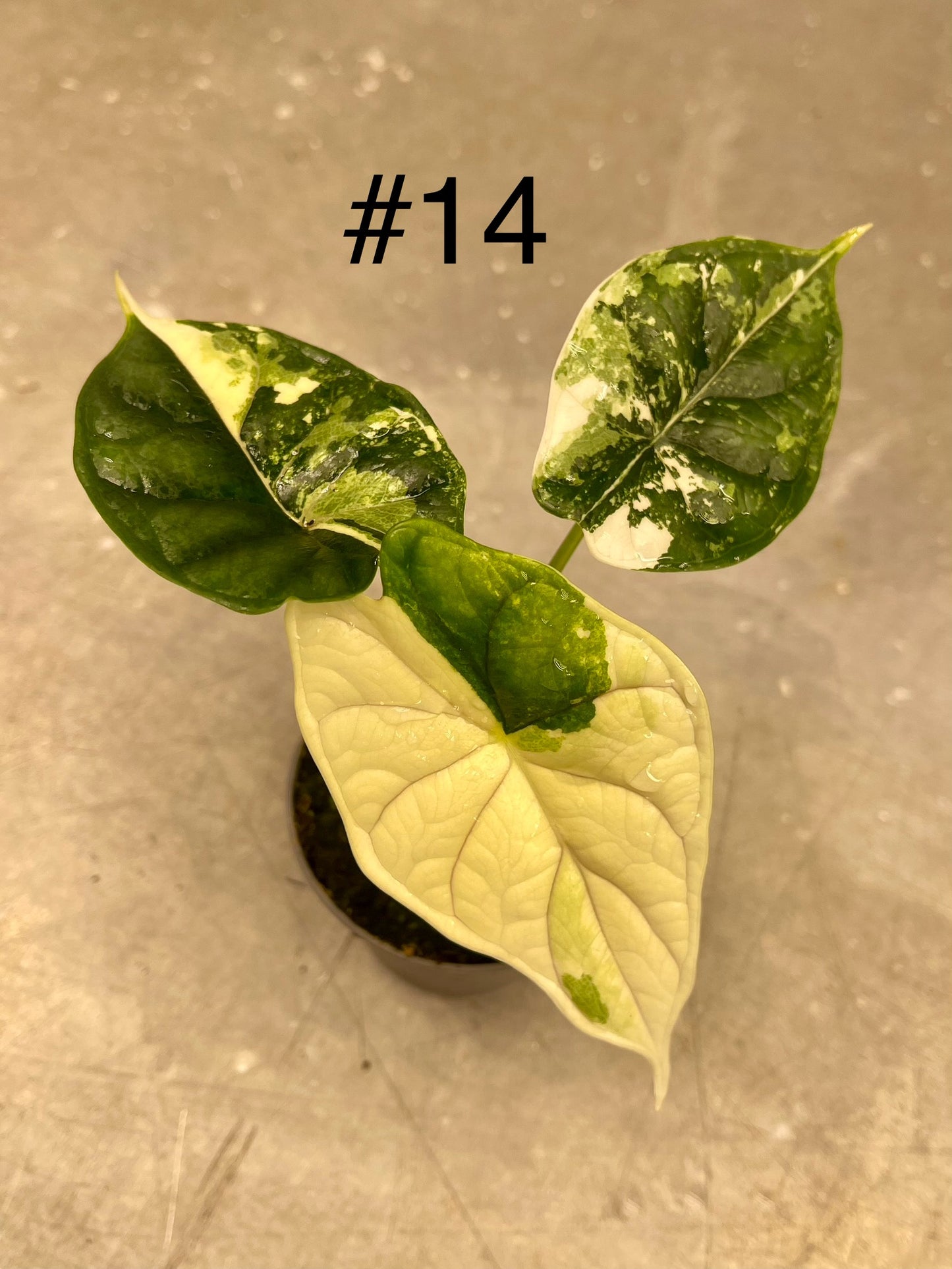 ALOCASIA DRAGON SCALE ALBO VARIEGATA S