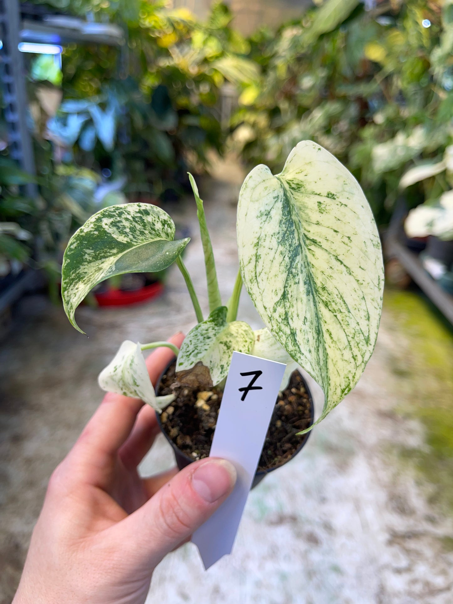 MONSTERA MINT WHITE MONSTER S NEW