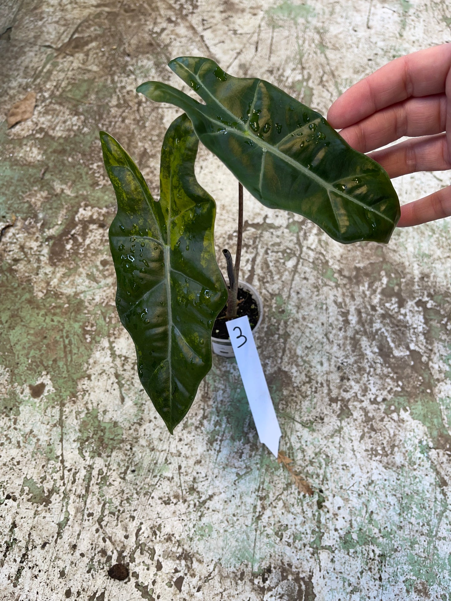 Alocasia pseudo sanderiana aurea variegata NEW