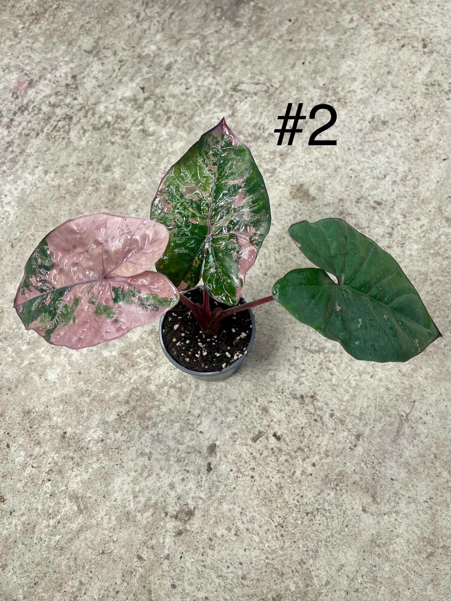 ALOCASIA YUCATAN PINK VARIEGATA NEW