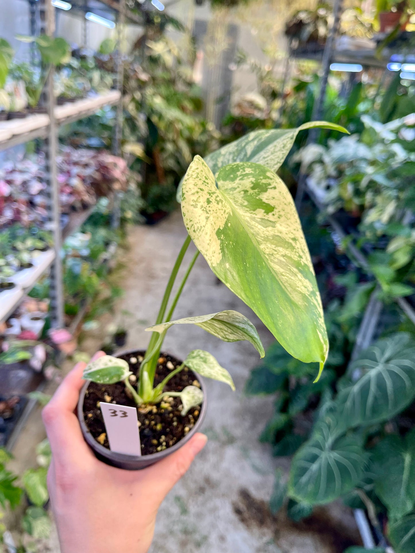MONSTERA WHITE MONSTER M NEW