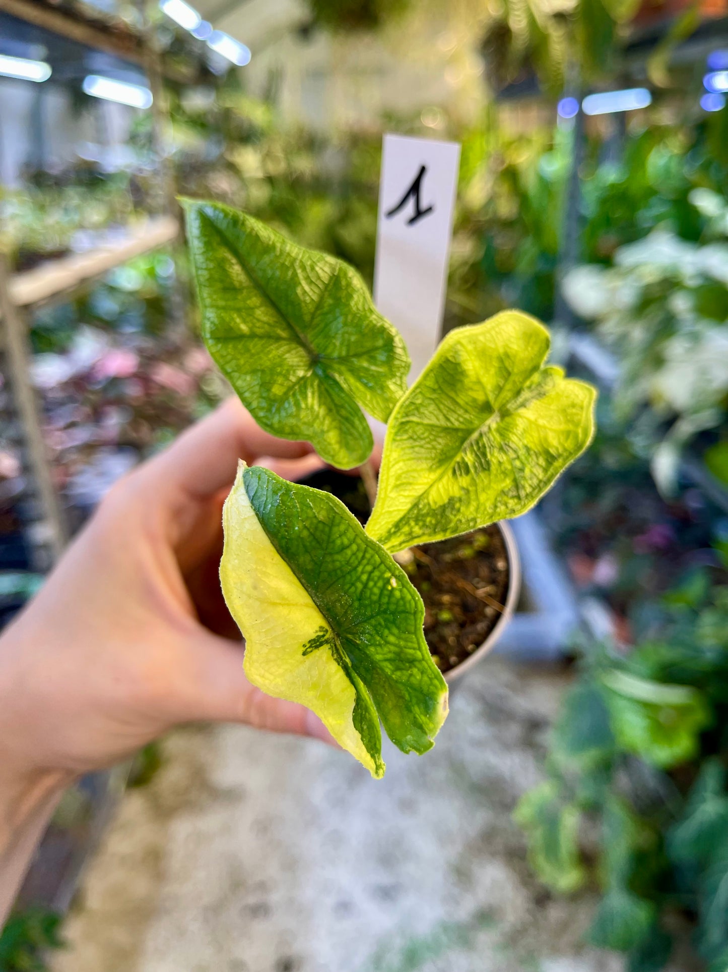 Alocasia jacklyn variegata NEW