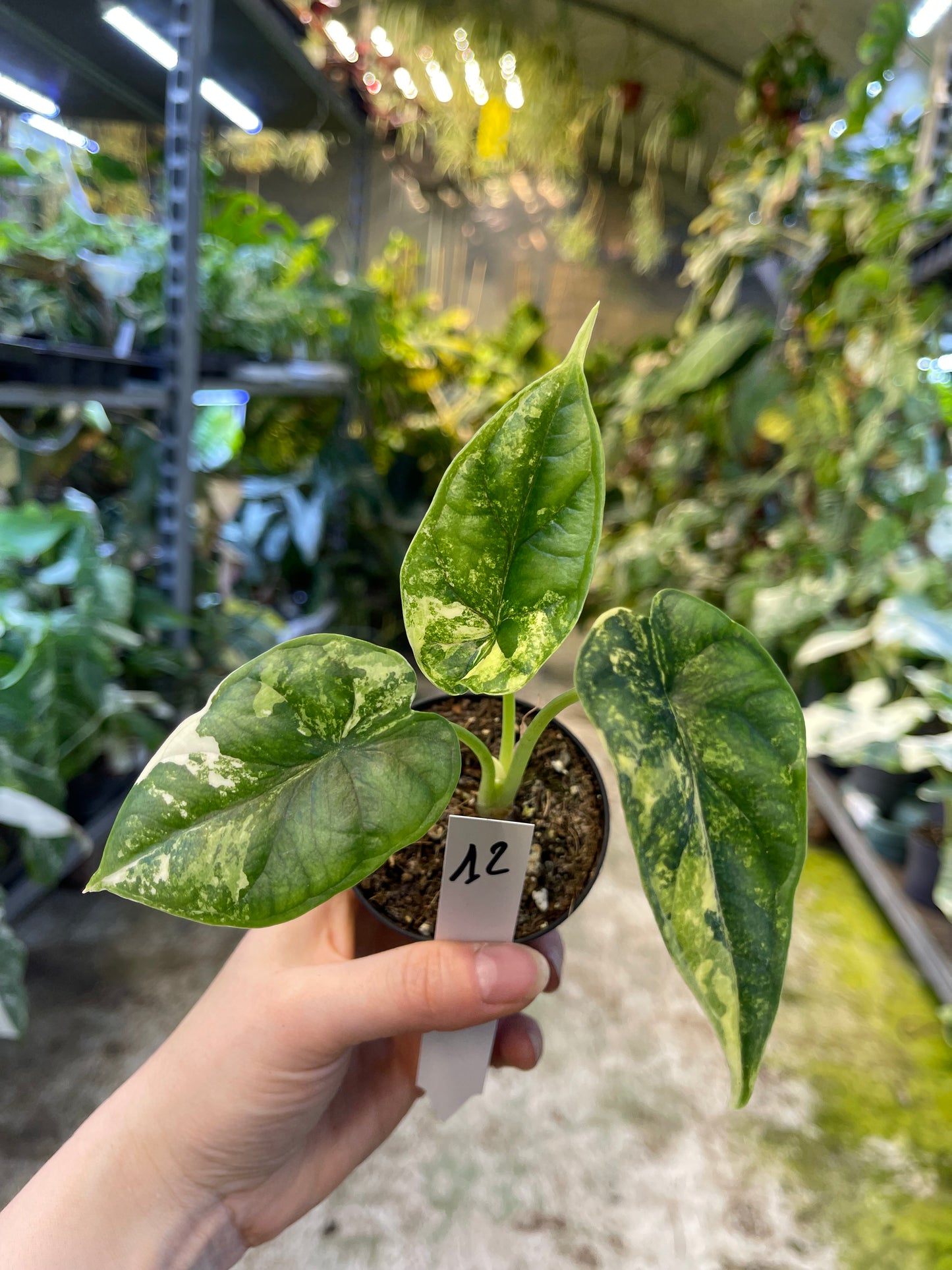 Alocasia dragon scale variegata