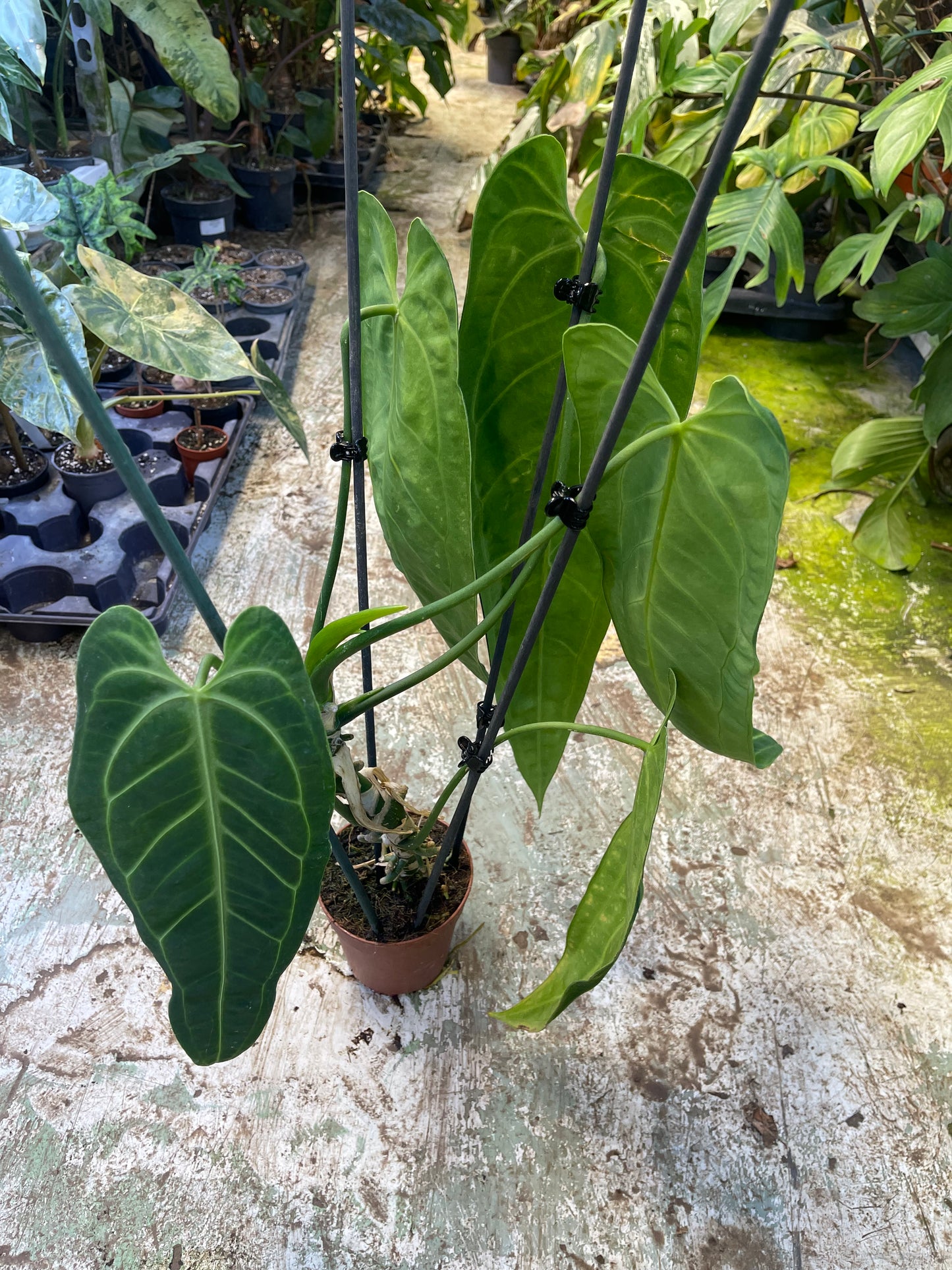 Anthurium warocqueanum L