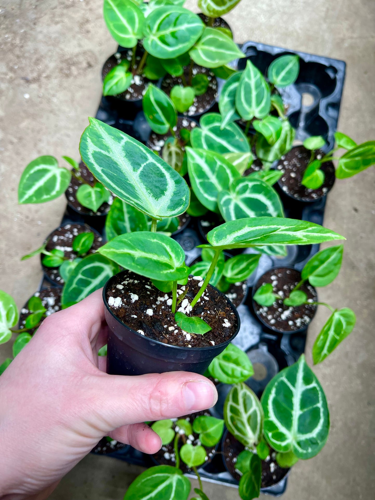 Anthurium crystallinum