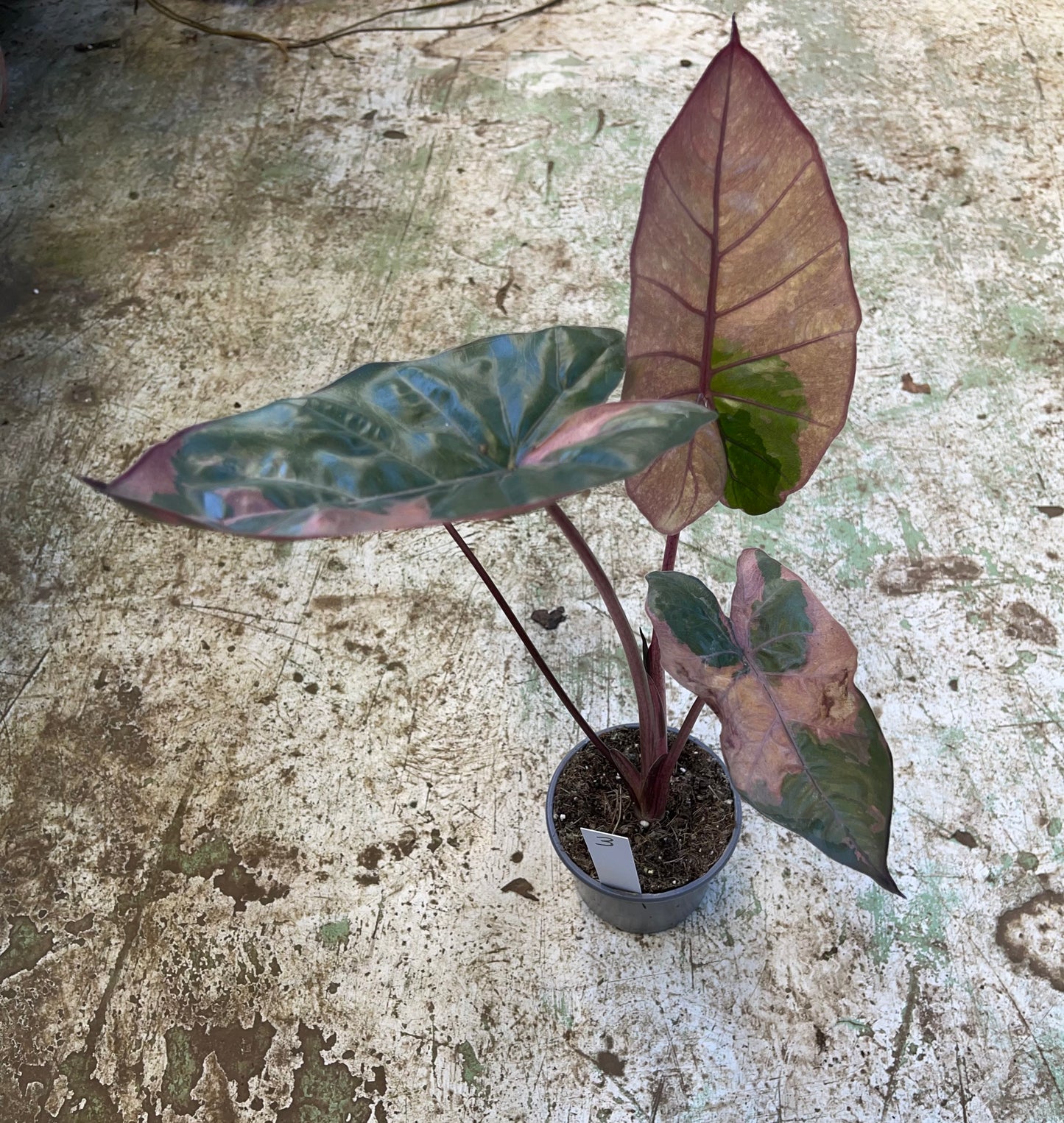 Alocasia yucatan pink variegata M