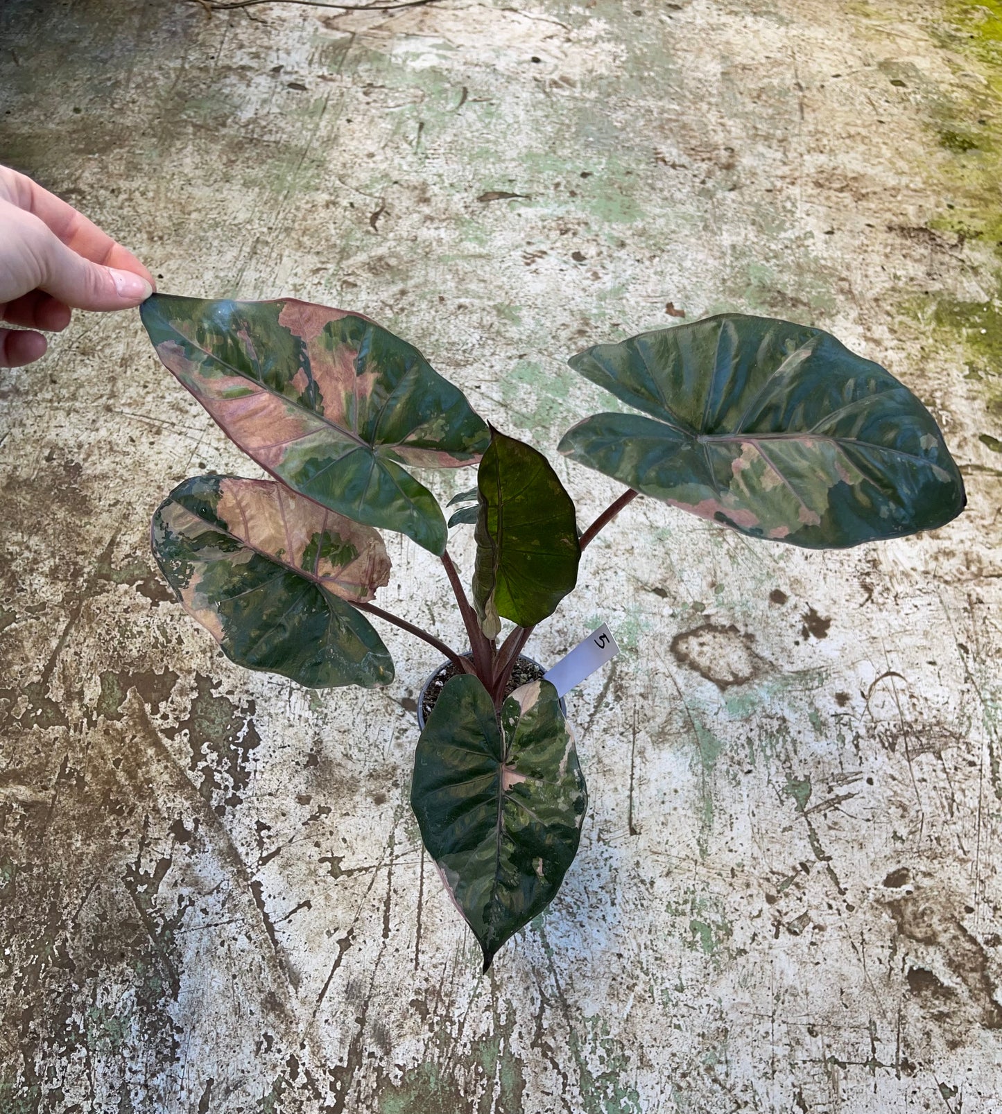 Alocasia yucatan pink variegata M