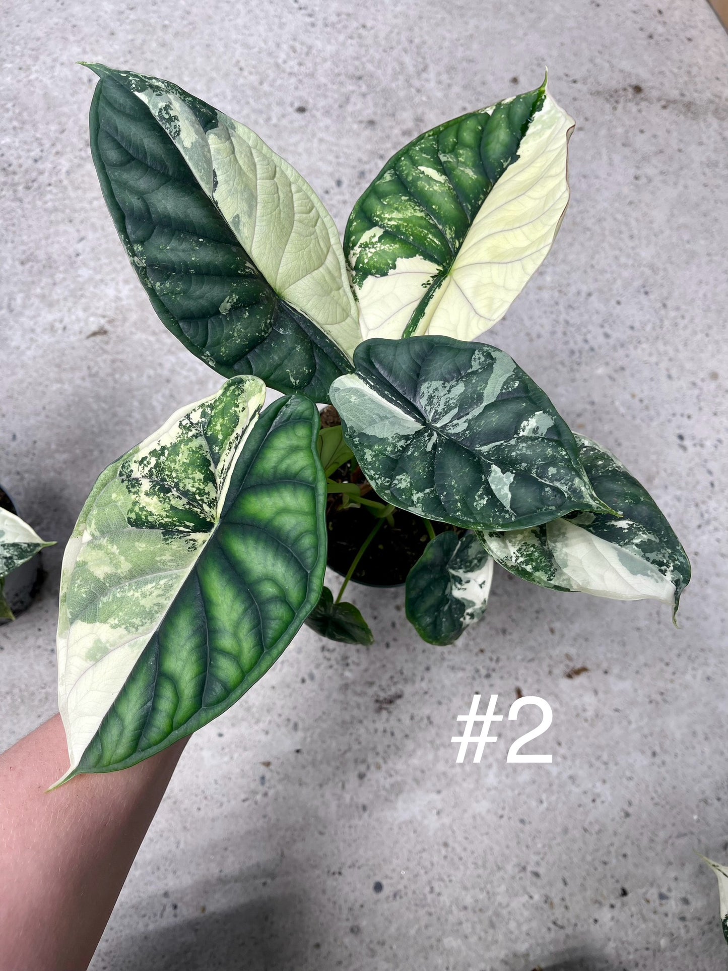 ALOCASIA DRAGON SCALE ALBO VARIEGATA L
