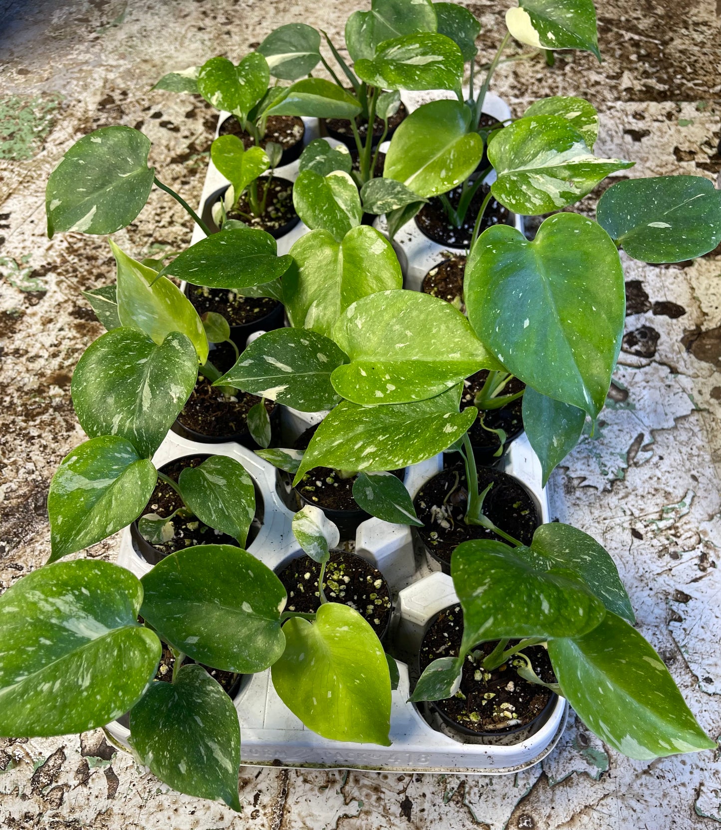 Monstera deliciosa thaï constellation S légère variegation NEW
