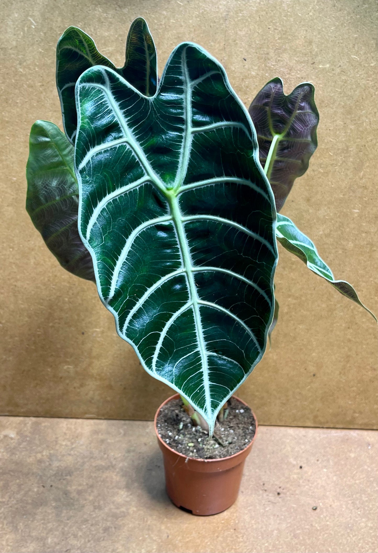 Alocasia Watsonia M