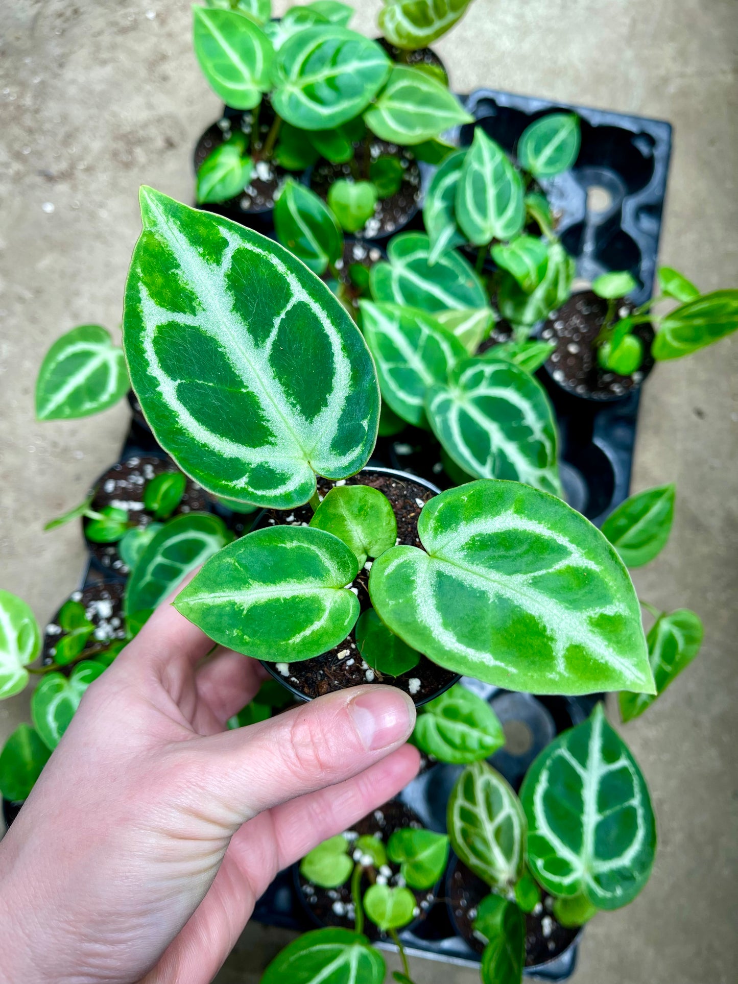 Anthurium crystallinum