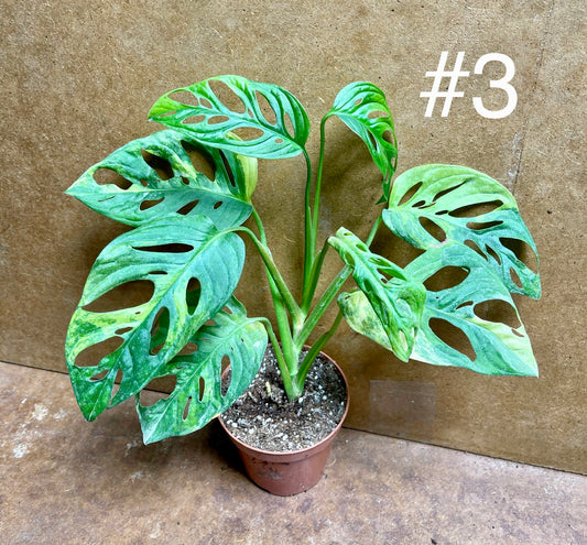 Monstera adansonii aurea variegata