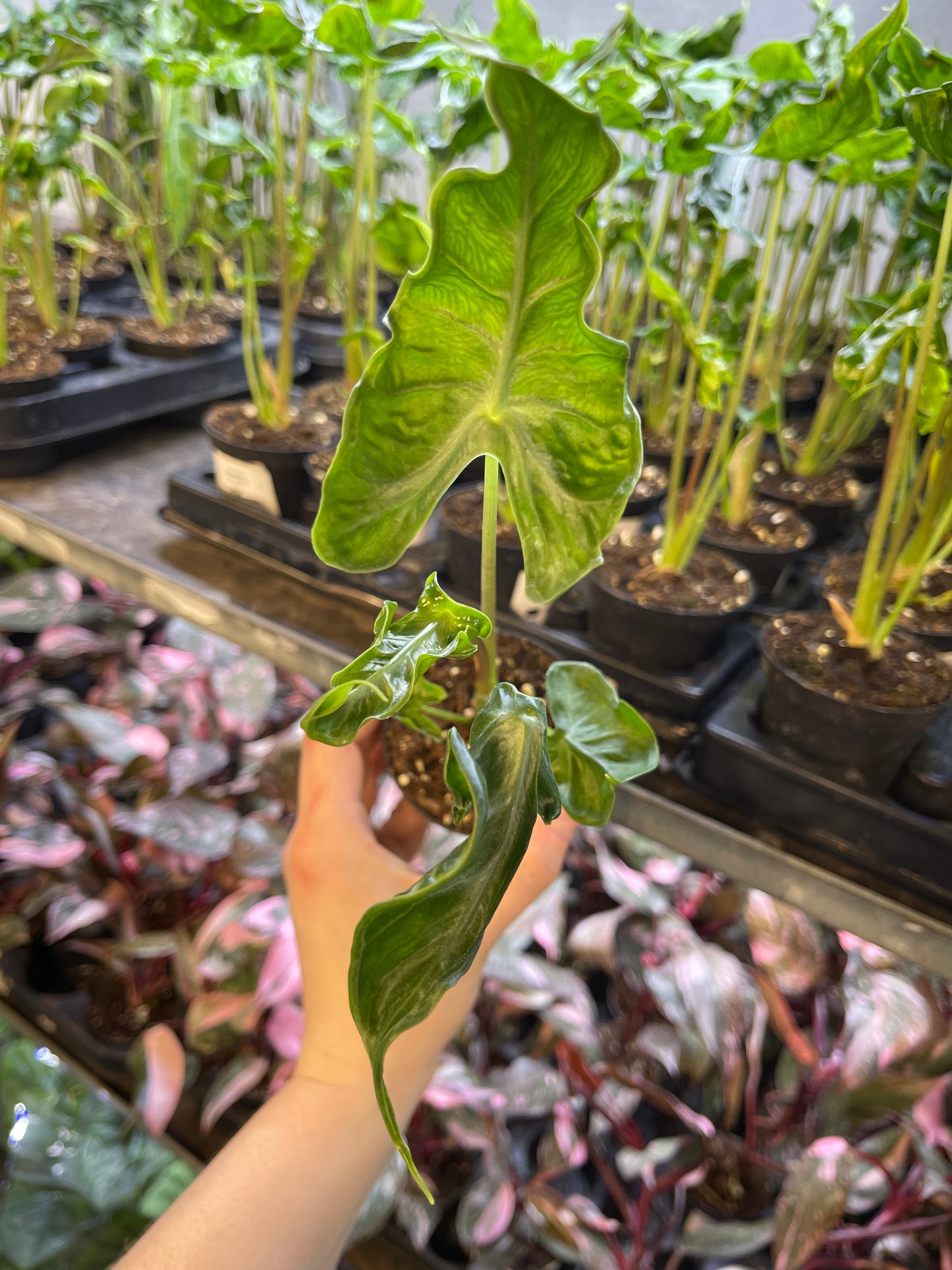 Alocasia teletubbies S NEW