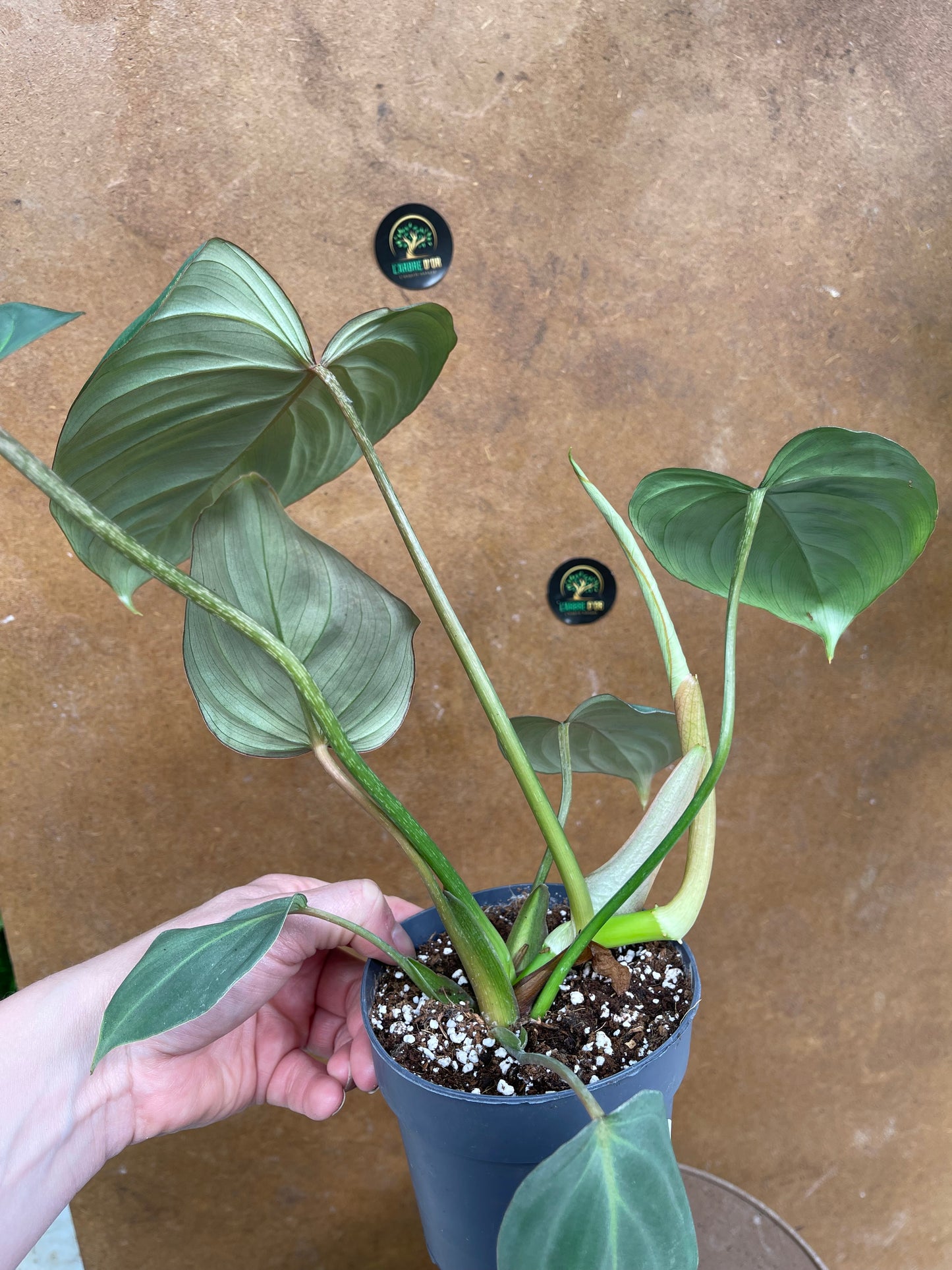 Philodendron gloriosum M