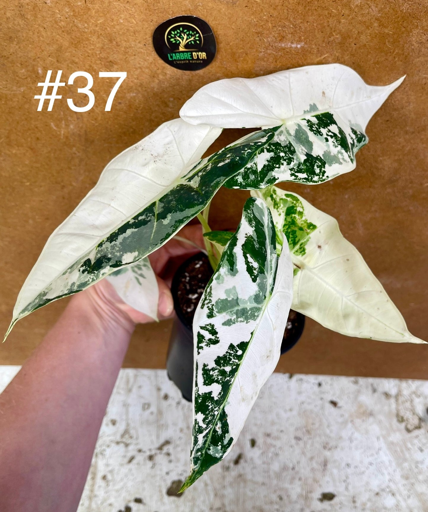 Alocasia frydek variegata haute variegation M