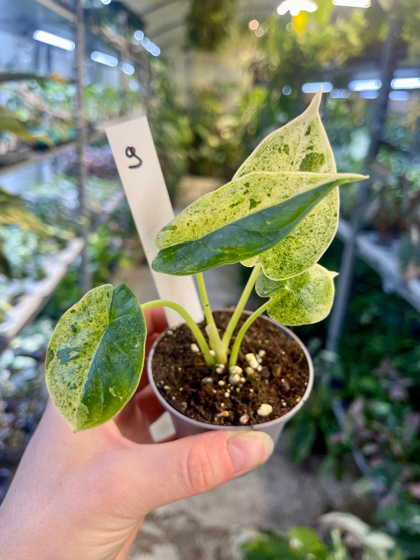 Alocasia dragon scale mint variegata NEW