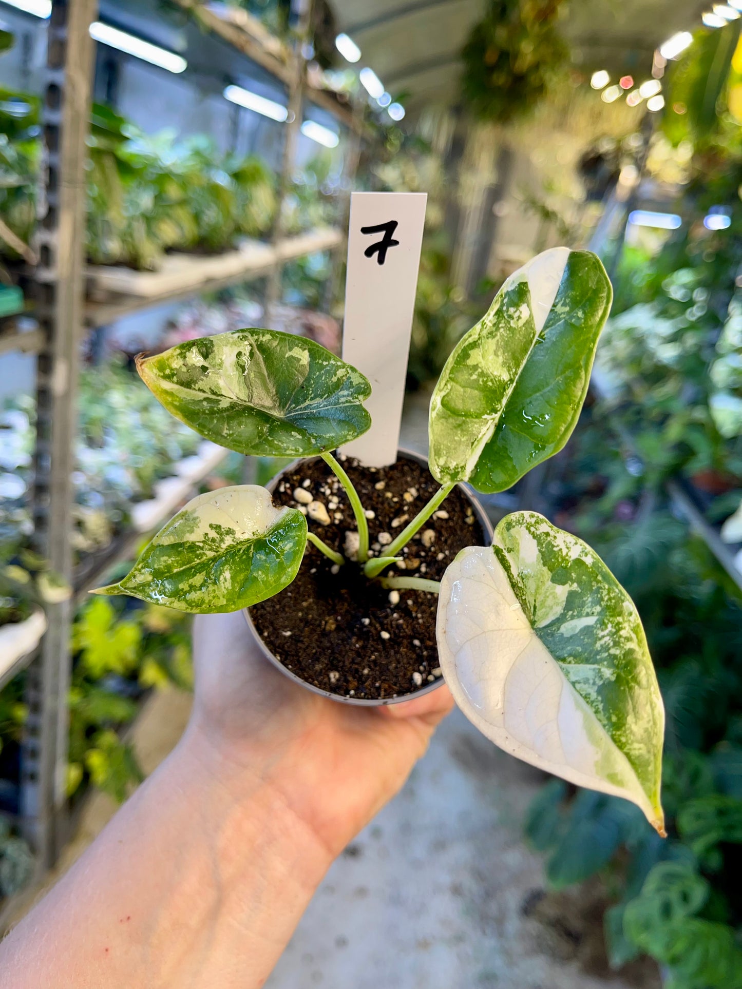 ALOCASIA DRAGON SCALE ALBO VARIEGATA S