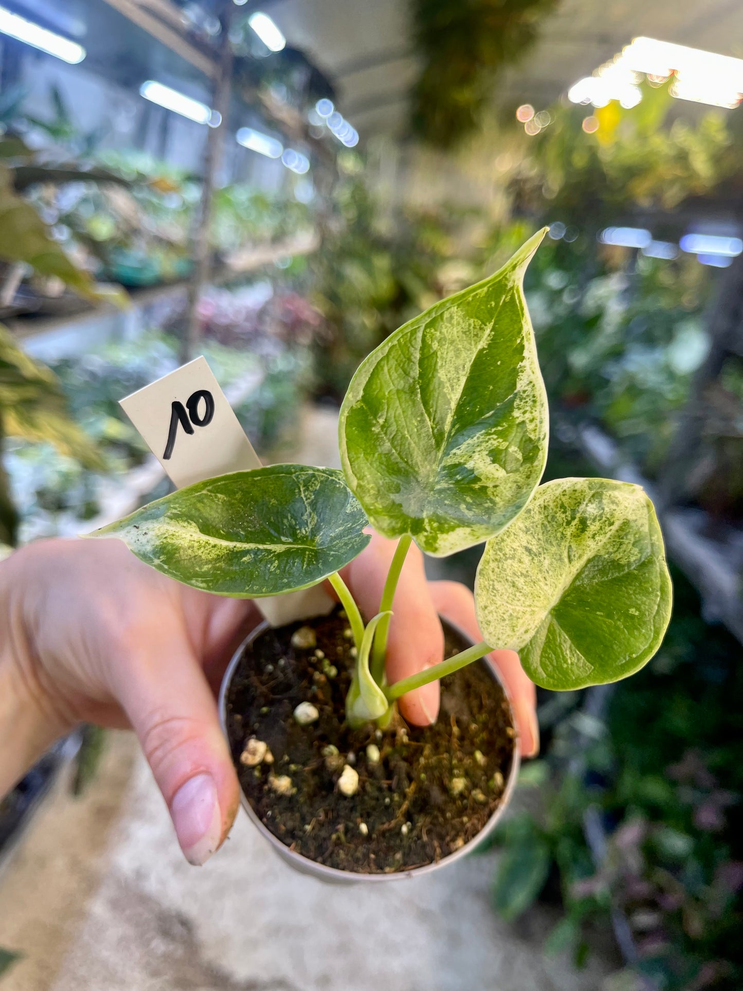 Alocasia dragon scale mint variegata NEW